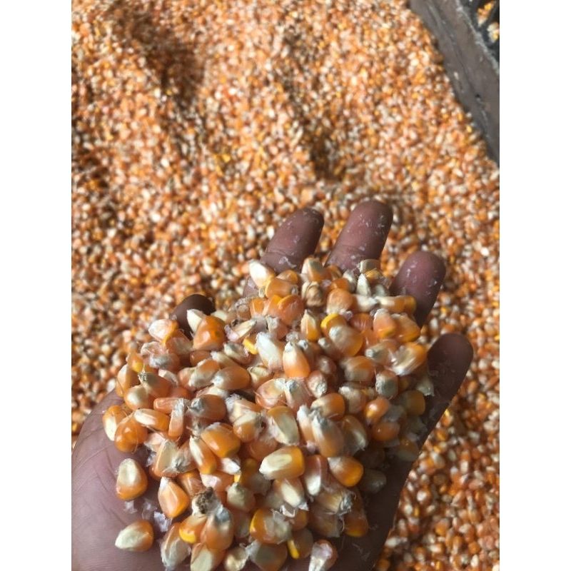 

JAGUNG PIPIL TANGAN KERING COCOK PAKAN TERNAK DLL 1KG