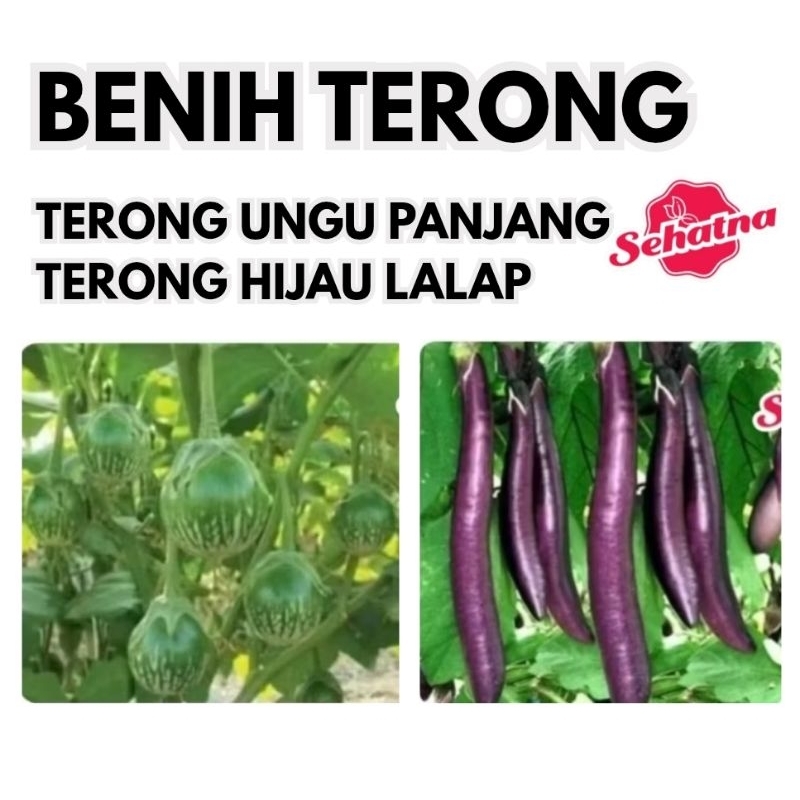 BENIH TERONG UNGU PANJANG, TERONG HIJAU LALAP BENIH SAYUR PALEMBANG