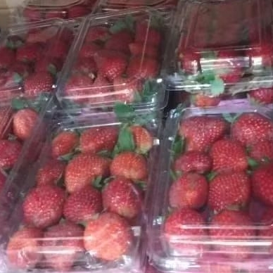 

STRAWBERRY besar 2 susun perpack