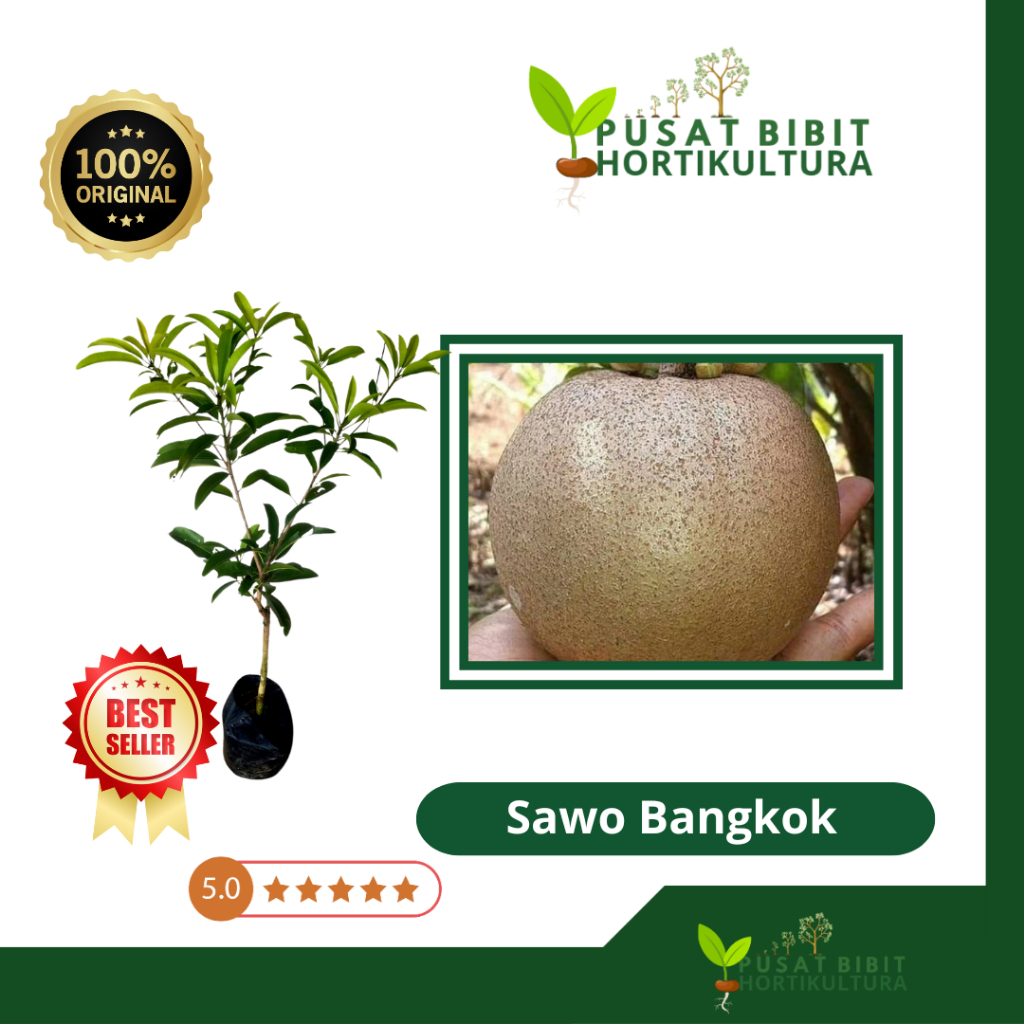 Bibit Sawo Bangkok Varietas Unggul Okulasi Original Pusat Bibit Hortikultura