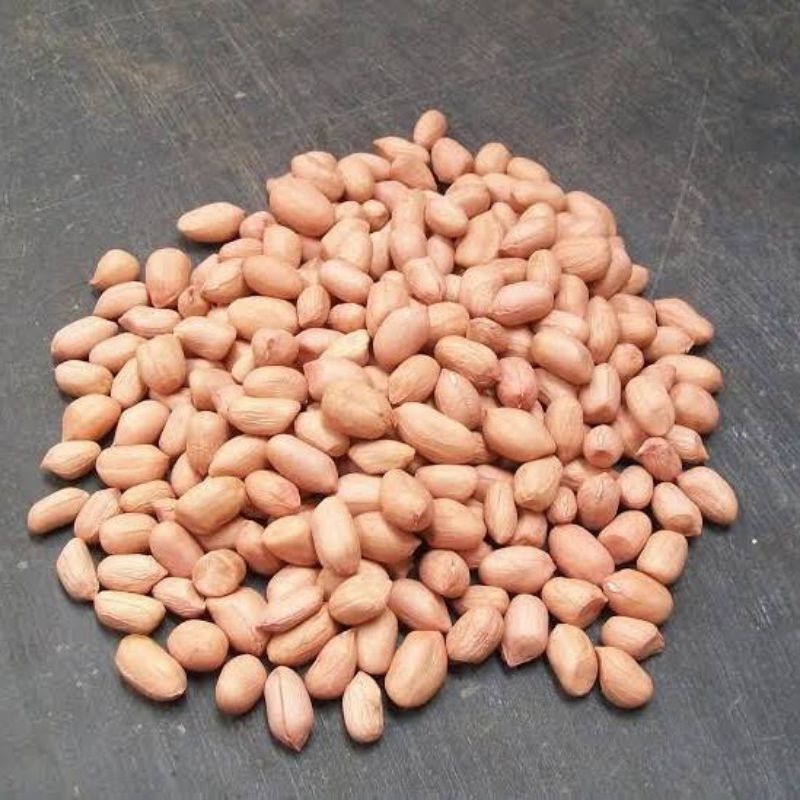 

kacang tanah besar kualitas pilihan