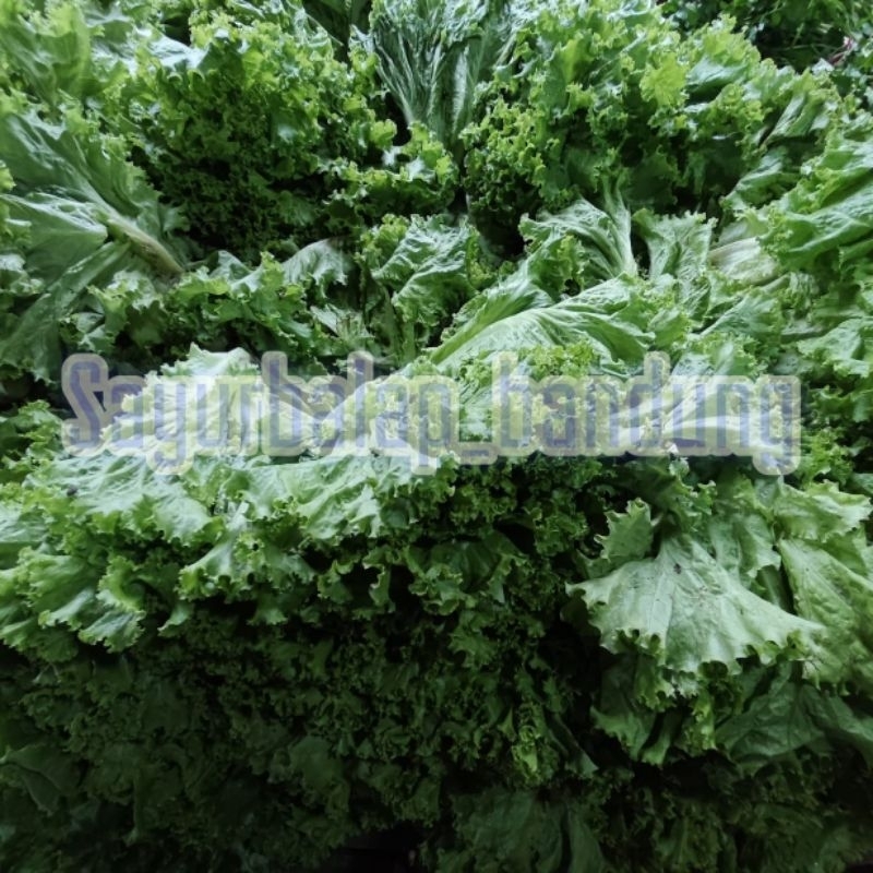 

Selada Bokor Segaar 250gr