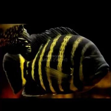 Ikan99 hiasan aquarium Jumbo berkualitas cichlid ninety nine besar air tawar zebra kuning hitam
