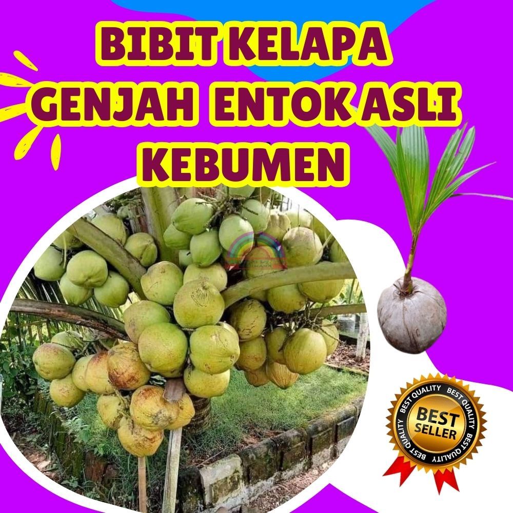 CEPAT BERBUAH.. Pohon Kelapa Hijau Hibrida Pendek, Pohon Kelapa Hibrida Hijau Pendek