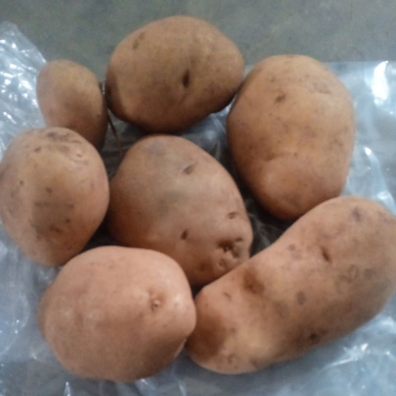 

kentang besar 500gr