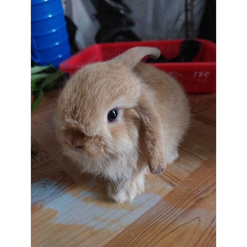 kelinci holland lop anakan orange emas
