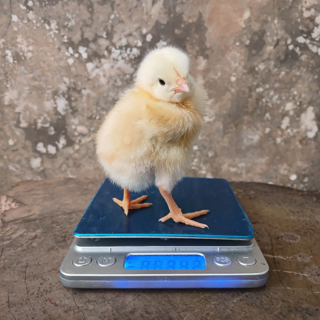 Bibit Ayam Kampung / Day Old Chick (DOC) [Eceran] - Ayam Arok dari Jago Ternak