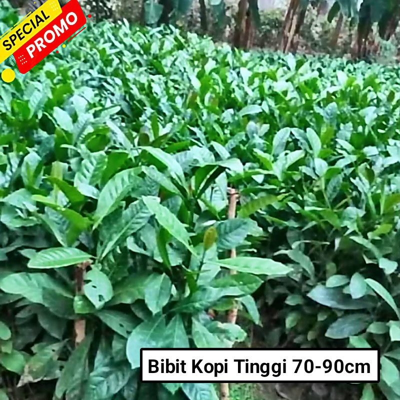 bibit kopi robusta unggul tinggi 70-90