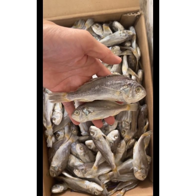 

Ikan Asin Gulama tawar putih 250gram