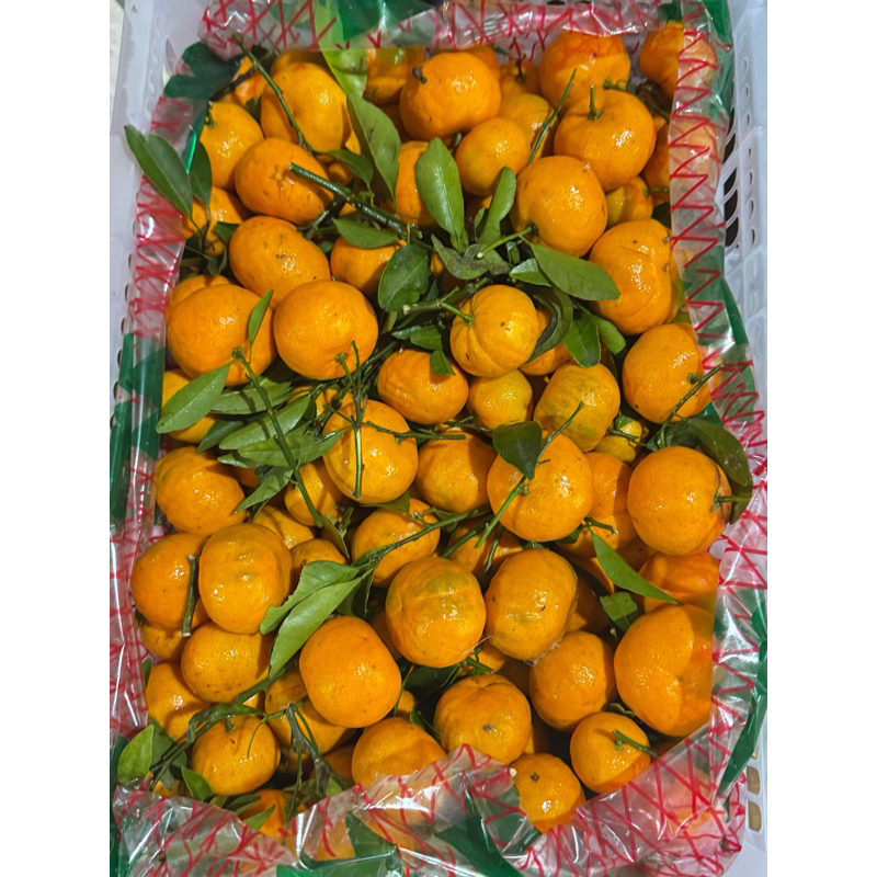 

jeruk shantang matsui manis per 1kg