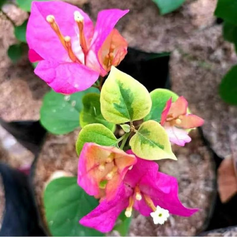 bunga bougenville import citra thailan