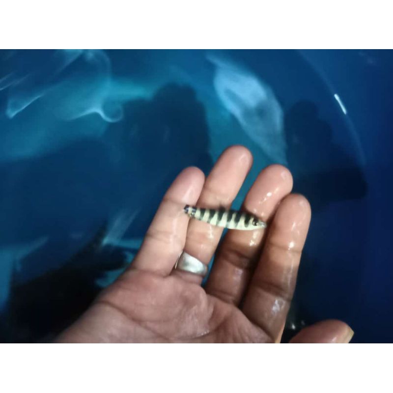 kebutuhan hiasan leporinus faciatus kaos kaki