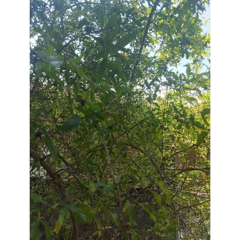 

Daun buah delima putih dengan tangkai