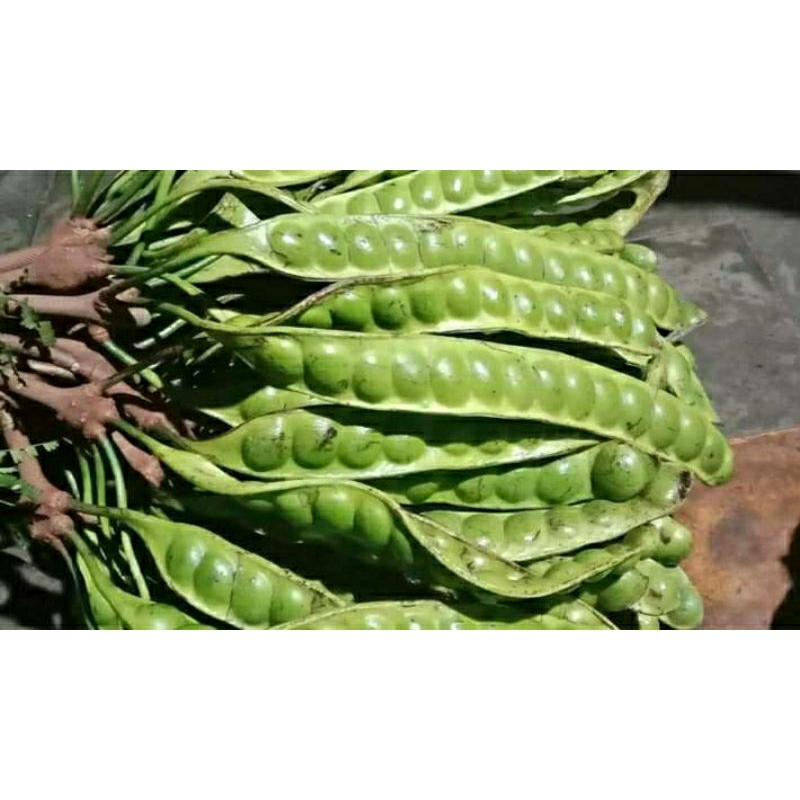 

COD PETE SUPER TUA Fresh PER 5 PAPAN/ 5 LONJOR