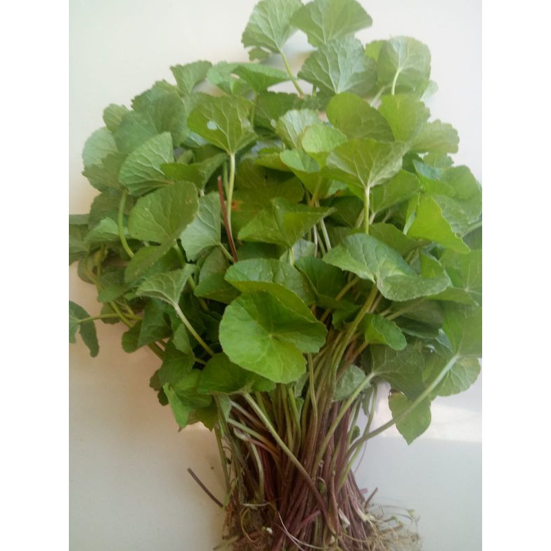 

Daun pegagan segar 100gram Centella asiatica