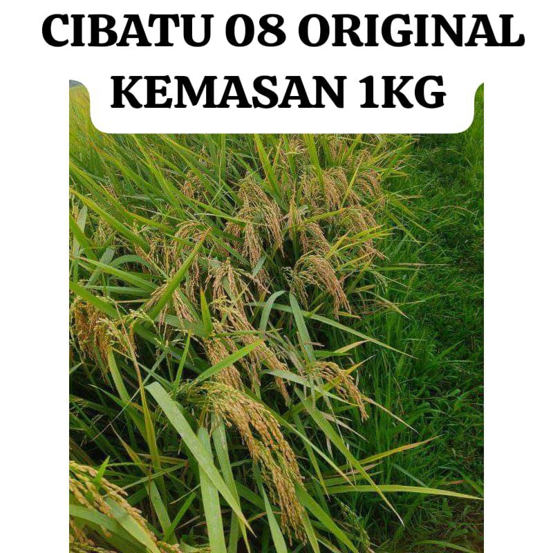 BENIH PADI CIBATU 08 ORIGINAL KEMASAN 1KG