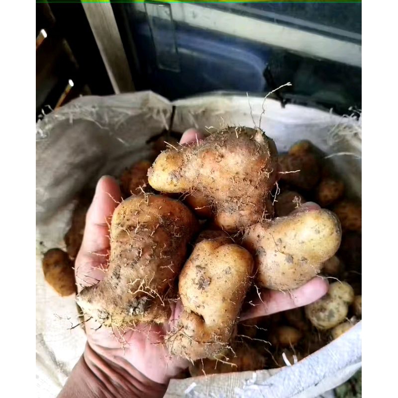 

ubi gembili / mbili ketan / mbili jahe pulen fresh 1kg