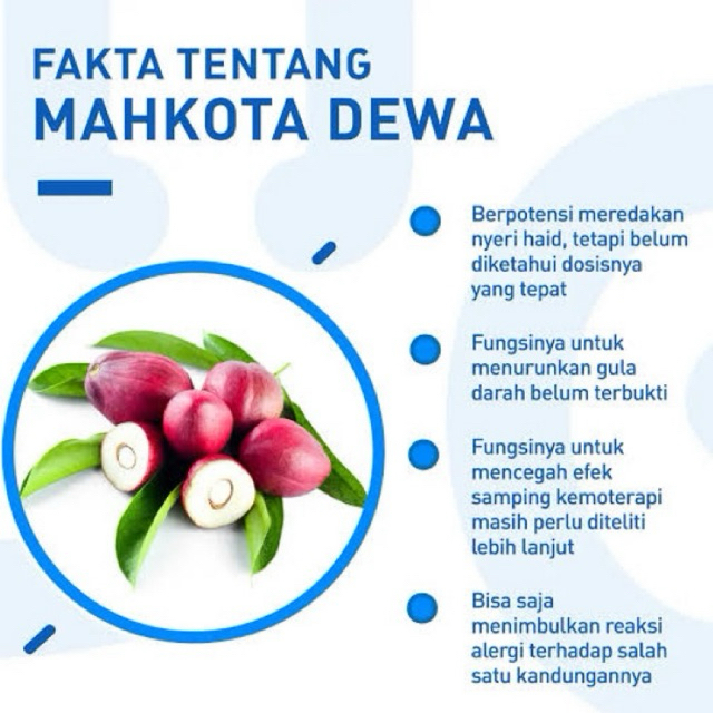

buah (isi 15) mahkota dewa merah segar/buah simalakama segar