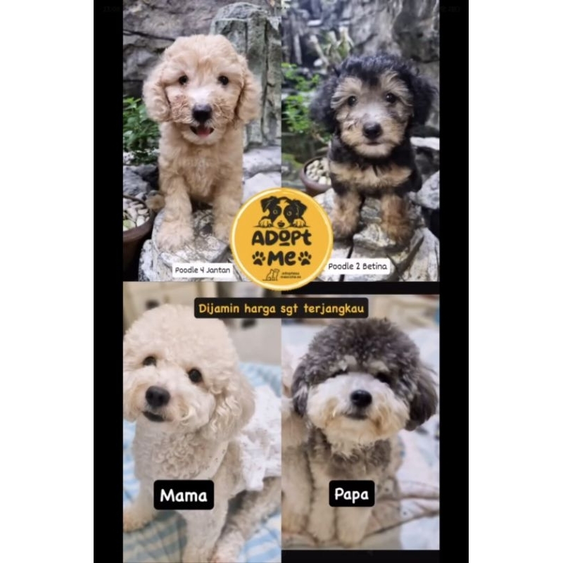 poodle betina/jantan kosongan