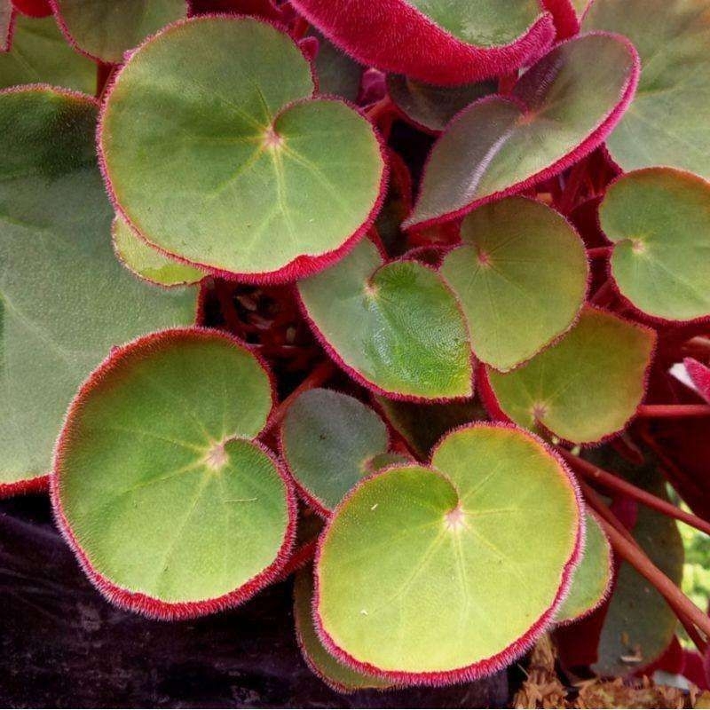 Tanaman Hias Begonia Karpet Merah / Begonia Mantili / Begonia Red Carpet