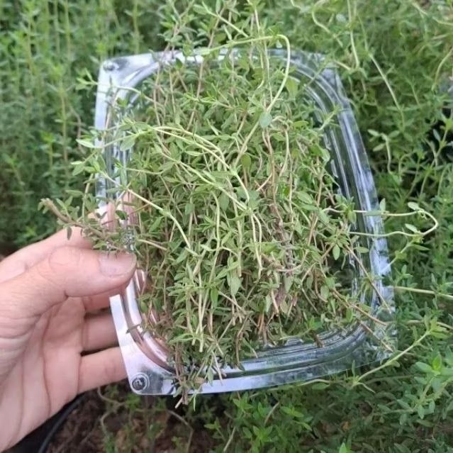 

fresh chubby plant daun tanaman thyme herb buat masak