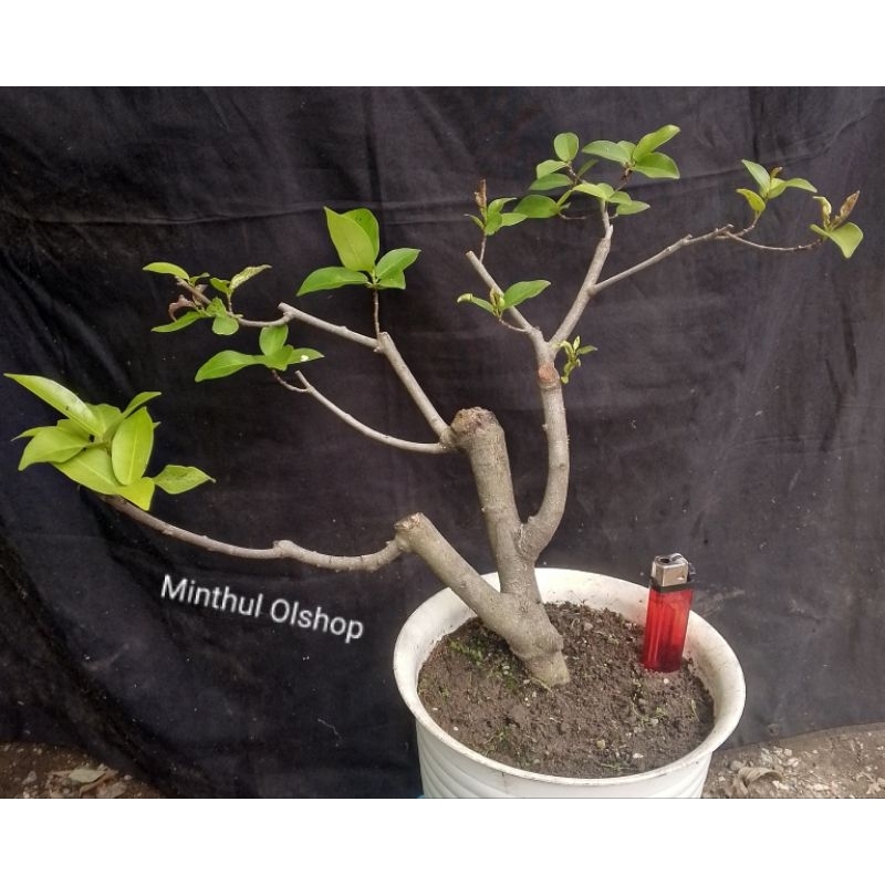 Bonsai preh/iprik sesuai foto