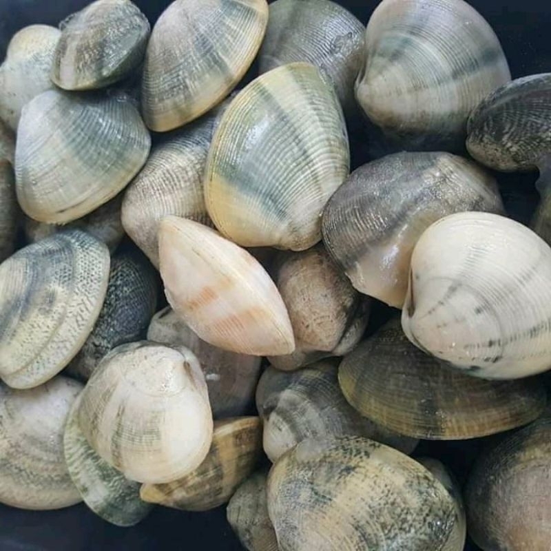

Kerang cempreng Kerang manis Kerang laut live hidup 1kg