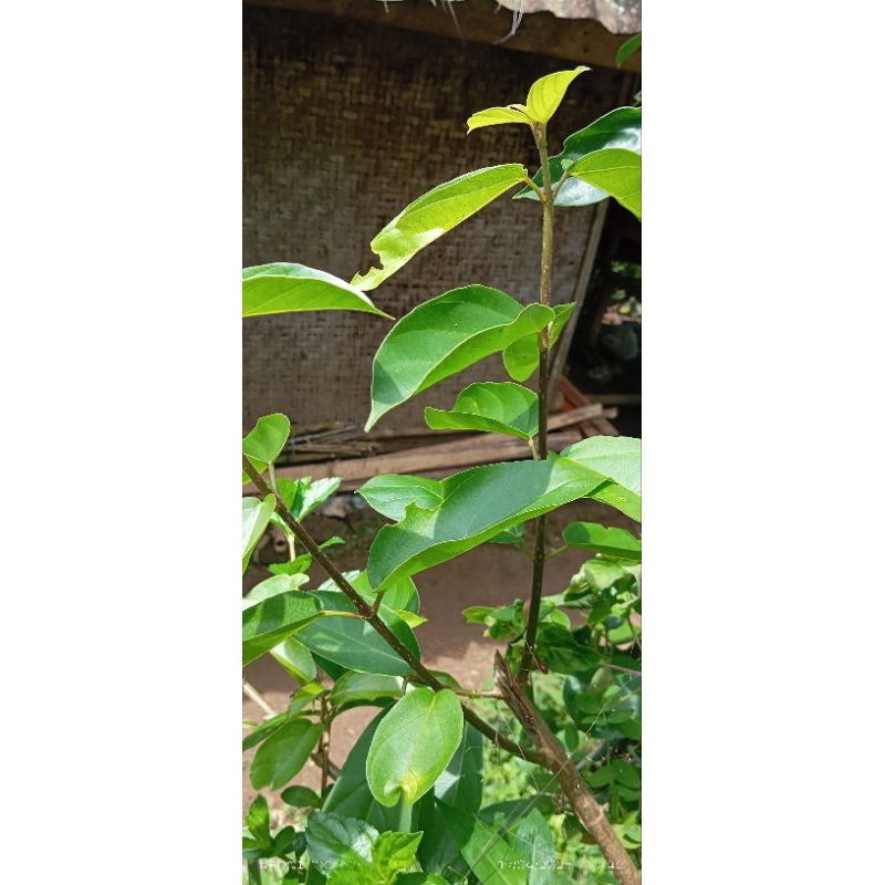 

daun cincau hijau segar 25lembar