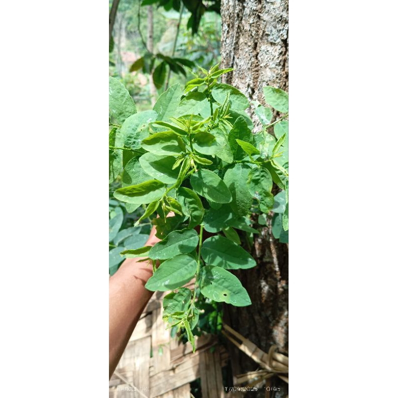 

daun katuk segar 500g