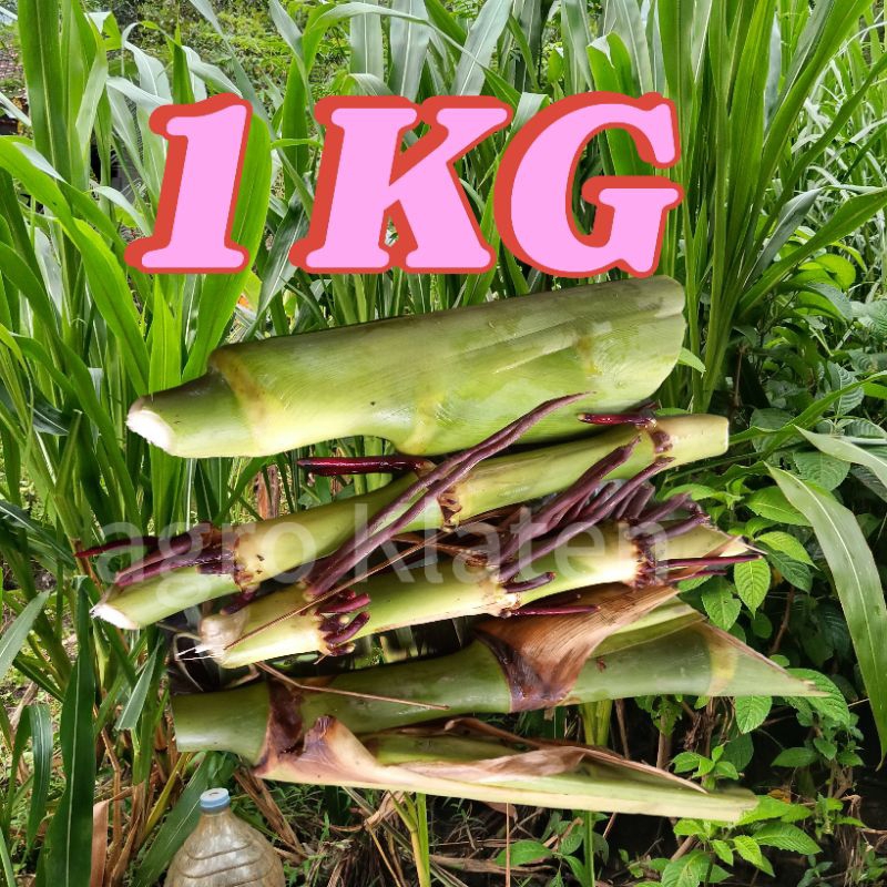 Raflezia Bibit Stek Rumput Guatemala Super