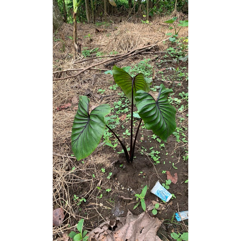Colocasia Paraoh Mask / Topeng Fir’aun