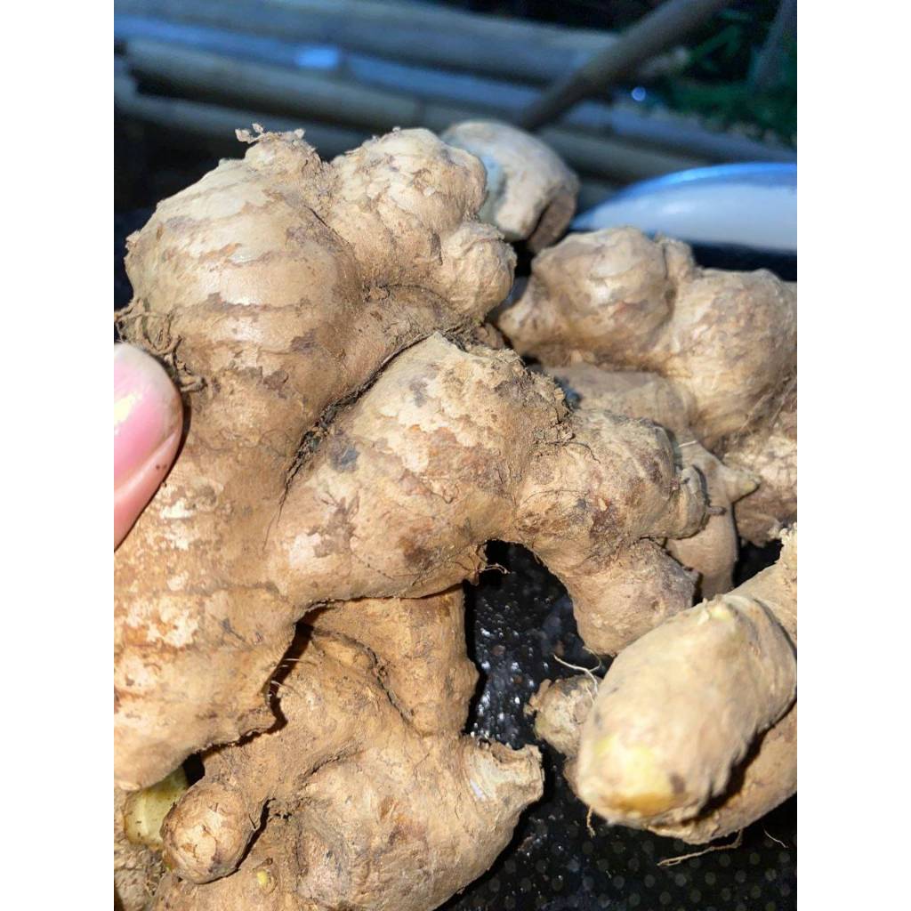 

Jahe gajah 1/4kg 250gr jahe sayur jahe putih