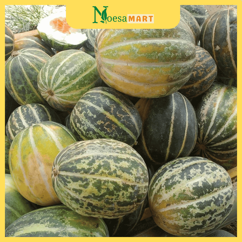 

BERGARANSI! Blewah Fresh 1buah, 5kg, dan 10kg