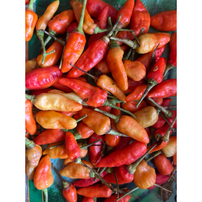

cabe rawit kecil