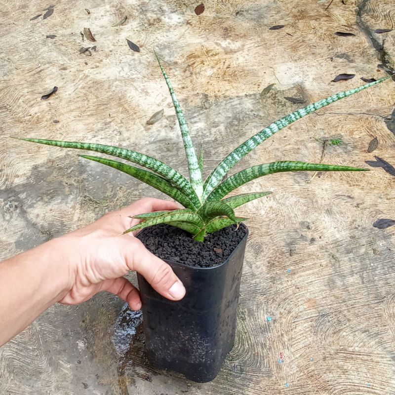 sansevieria hybrid nogo geni
