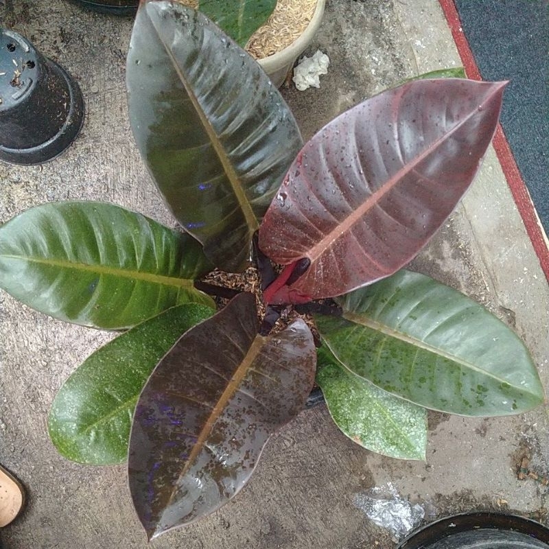 Philo black cardinal