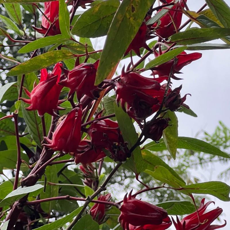 

Bunga Rosela Rosella Merah Ungu Segar Basah Hibiscus sabdariffa Diet Detoks Pelangsing Teh Tea