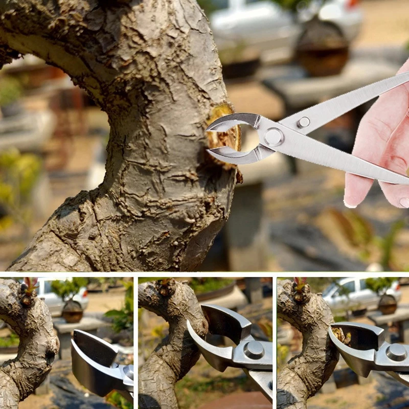 Gunting Dahan Pemotong Catok Bonsai Cembung 21Cm Cabang Pohon Berkebun Tanaman Hias