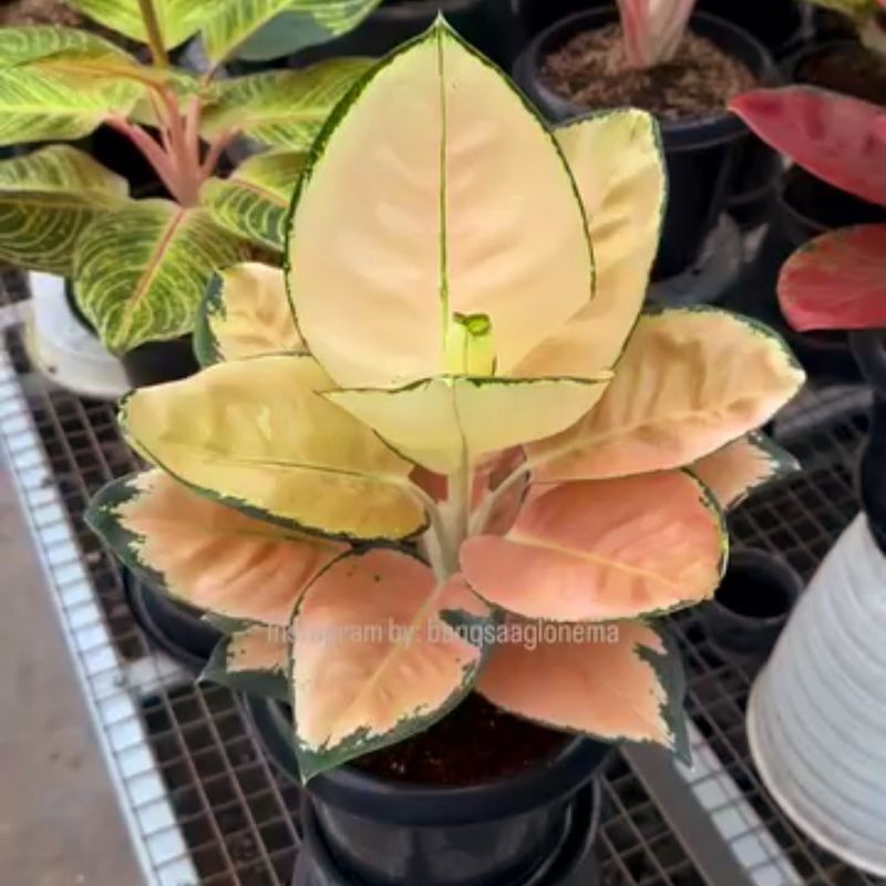 ( GRATIS ONGKIR ) Aglonema Suksom White Tanaman Hias Bunga Aglaonema Murah Merah BUKAN bonggol bibit