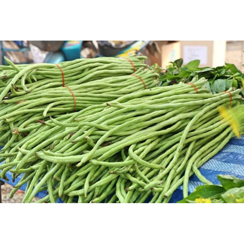 

Kacang panjang segar fresh