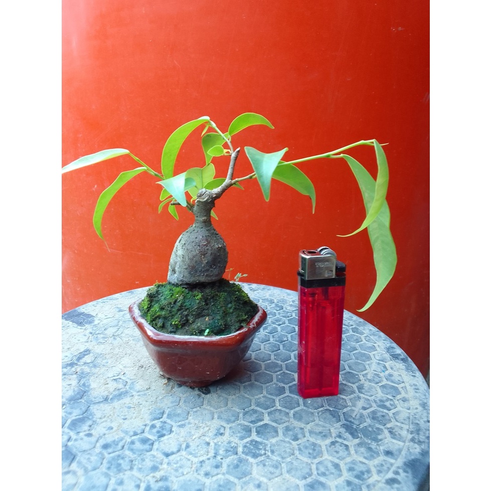 Bonsai Benjamin Caudex Shito Siap Pajang