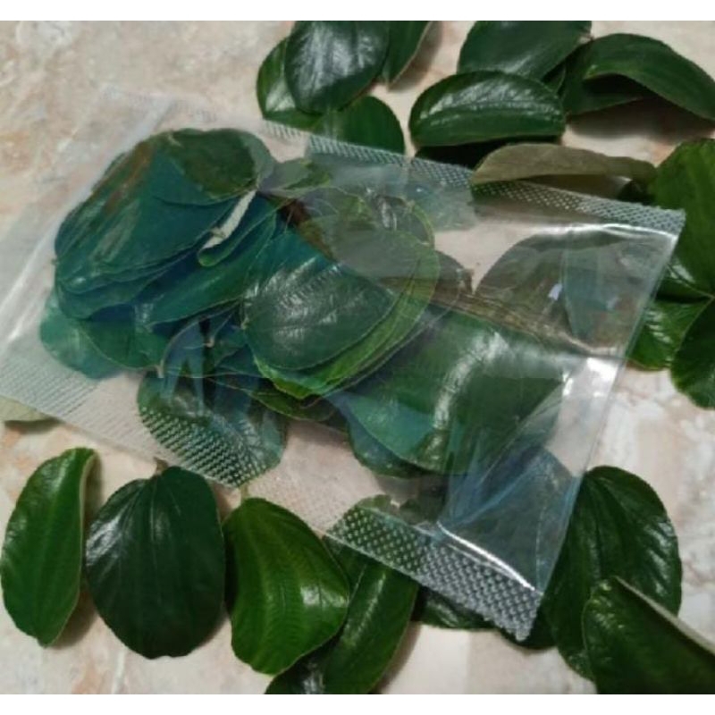 

Daun Bidara Asli 100 lembar