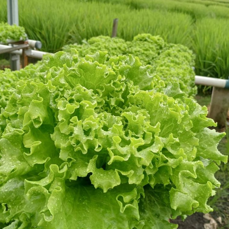 Raflezia Benih Selada Batavia Sonybel Bejo Seed