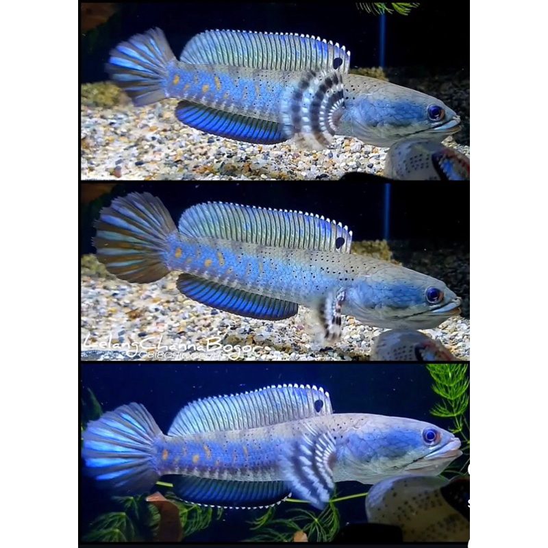 Sticker Isi Channa Blue Pulchra Size 9-10 cm