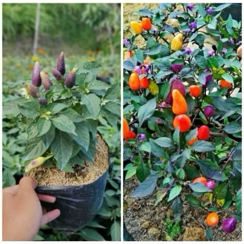 

tanaman cabai pelangi / cabe rainbow