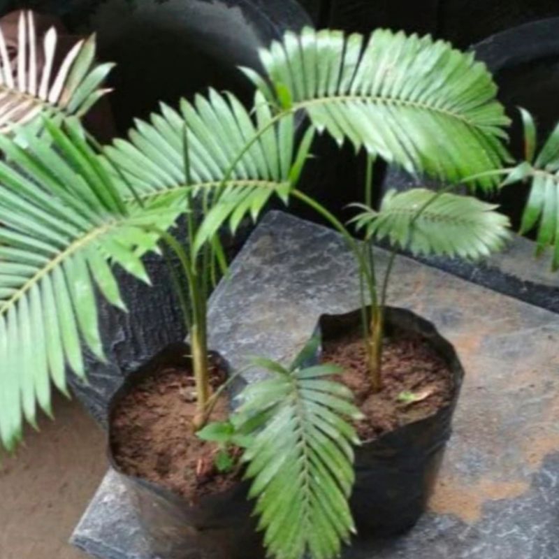 Tanaman hias palem rotan - palem mini - rotan hias - jernang hias