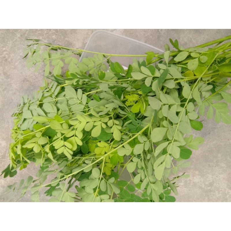 

Sayuran Daun Kelor Segar dan Muda