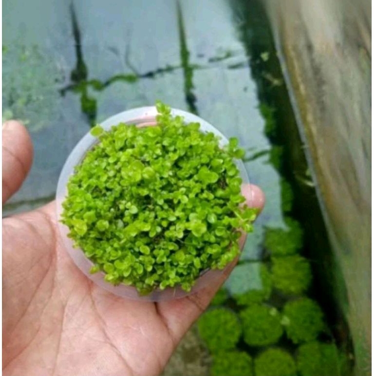 Monte Carlo tanaman carpet aquascape