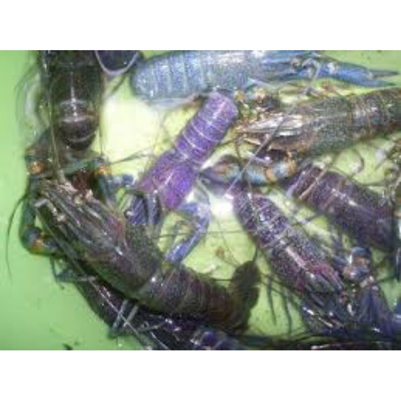 

calon induk lobster air tawar remaja jenis konsumsi