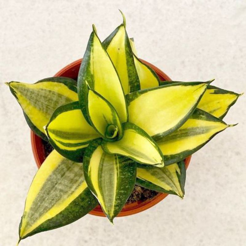 Tanaman Hias Indoor Eksotik Sansivera Golden Honey Siap Pajang Include Pot Estetik, Media Tanam Orga